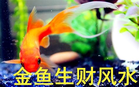 金魚數量 風水|金魚條數看風水：如何選擇最佳金魚數量？【金魚條數看風水】 –